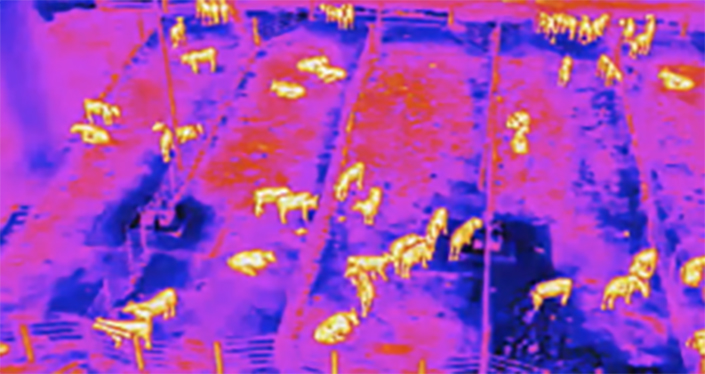 image drone multispectral elevage de vaches